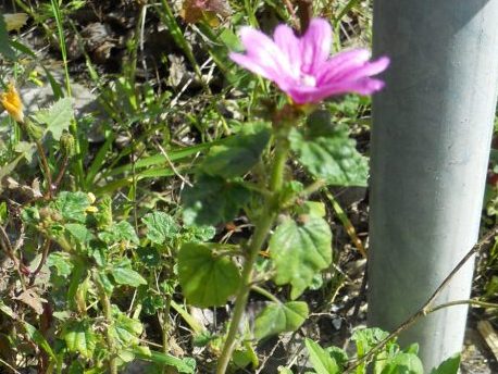 Geranium? no, Malva sp.